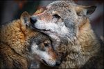  black_nose brown_eyes brown_fur canine couple cuddling cute duo feral fur looking_at_viewer love mammal photography real scar white_fur wolf 