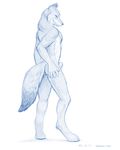  anthro blue_and_white canine cence digitigrade hand_on_hip looking_at_viewer looking_back male mammal penis plain_background pose solo taurin_fox white_background wolf 