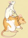  ambiguous_gender chain feral fur leash mammal orange_fur rat rodent white_fur ziggy 