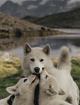  animated arctic_wolf canine cub cute feral fur licking mammal real tailwag tongue unknown_artist white_fur wolf young 