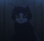  animated_gif cat eyes lowres no_humans source_request 