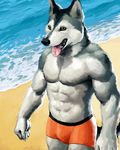  anthro beach biceps big_muscles black_nose bulge canine claws clothing dog fangs fur grey_fur husky lag2011 male mammal muscles open_mouth pecs pose sand sea seaside shorts solo standing summer swim_suit swimsuit teeth toned tongue tongue_out topless walking water yellow_eyes 