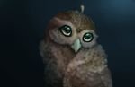  avian beak big_eyes brown_feathers cute nicolas0113 owl solo 
