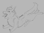  cute darachi feral fuzzy knot leaping lobo male mammal pawpads paws penis silly sketch teeth tongue wolf wuffy 