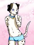  blue_eyes blush bubby bubby610 canine collar dalmatian dog fem_boy girly looking_at_viewer male mammal panties pinup pose solo underwear young 
