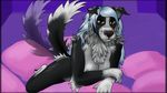  anthro arach84 areola blue_hair blue_streaks border_collie breasts canine chest_tuft covering dog female fluffy fur hair lying mammal pillow pose self_censor solo tuft wagging widescreen 