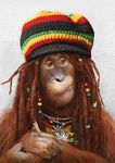  colorful dreadlocks drugs edit male marijuana orangutan photo_manipulation photomanipulation rasta simian yulia_malanina 