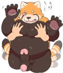  2018 anthro balls belly blush erection humanoid_hands japanese_text male mammal moobs one_eye_closed overweight overweight_male penis red_panda simple_background solo text white_background wink yoshizaurusu_n 