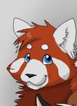  ambiguous_gender blue_eyes ear_fluff fur looking_at_viewer mammal red_fur red_panda smile 