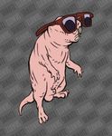  kim_possible naked_mole_rat phiomorpha rufus shmutz-art sunglasses what 