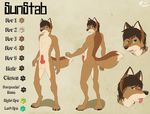  animal_genitalia anthro balls butt canine canine_penis claws coyote erection fangs front fur grin hair heterochromia knot looking_at_viewer male mammal model_sheet nude penis plain_background pose sheath smile solo standing sunstab teeth text tongue tongue_out yuniwolfsky 