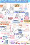  commentary english_commentary english_text guide highres how_to multiple_views original shoes simple_background sneakers speech_bubble white_background yoshimura_takuya 