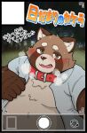 2024 anthro belly big_belly blush brown_body canid canine clothed clothing collar humanoid_hands japanese_text kemono kotadash male mammal open_clothing open_shirt open_topwear overweight overweight_male raccoon_dog shirt solo tanuki text topwear