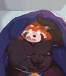 2024 ailurid anthro bedding belly big_belly black_body blanket blush bulge clothing duo hi_res inunotutu kemono male male/male mammal moobs nipples orange_body overweight overweight_male red_panda solo_focus underwear