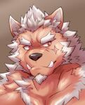  1boy absurdres animal_ears bara brown_background brown_fur closed_mouth cross_scar dog_boy dog_ears facial_hair forked_eyebrows furry furry_male goatee gradient_background highres looking_to_the_side male_focus marchosias_(housamo) nude portrait red_eyes scar scar_on_face scar_on_nose short_hair snout solo thick_eyebrows tokyo_afterschool_summoners tusks two-tone_fur white_fur white_hair znoneikaga 
