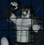  anthro beard biceps big_muscles black_fur black_hair black_pawpads blue_eyes body_markings chest_tuft clothing dazen_(character) dazen_cobalt facial_hair feline fur grey_fur hair male mammal markings muscles pawpads paws pecs pink_nose pose rain shorts solo standing stripes teeth tiger toned topless tuft window 