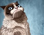  blue_eyes cat feline fur grumpy humor looking_at_viewer mammal pink_nose solo taenggo tardar_sauce unamused whiskers 