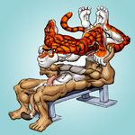  anthro biceps blue_background cody_frost codyvfrost cougar duo erection eyes_closed feline fur gay gripping holding humanoid_penis legs_up lying male mammal muscles nude on_back pecs penis pink_nose pink_penis plain_background sex sheath tiger vein 