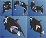  anatomically_correct cetacean comic cum dolorcin duo erection female feral male mammal marine orca penetration penis pussy straight tapering_penis underwater vaginal vaginal_penetration water whale 