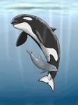  ambiguous_gender anatomically_correct cetacean dolorcin dolphin duo female feral genital_slit mammal marine open_mouth orca sea slit underwater water whale 