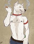  armband canine cigar collar doberman dog dog_tags fur grin jeans looking_at_viewer male mammal muscles nipple_piercing nipples piercing pose smoke smoking solo teeth trogan white_fur yellow_eyes 