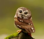  7ofdiamonds avian feral looking_at_viewer orange_eyes owl 