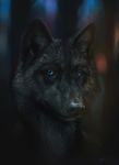  black_nose blue_eyes canine dark_theme detailed feral fur looking_at_viewer mammal mondeis wolf 