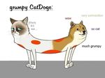  black_nose blue_eyes brown_eyes canine cat catdog catdog_(series) dog doge english_text feline frown fur fusion grumpy looking_at_viewer mammal meme pink_nose plain_background shiba_inu simple_background standing tan_fur tardar_sauce text unknown_artist what whiskers white_fur 