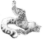  animal_genitalia anthro barbs blotch erection feline feline_penis fluffy fluffy_tail hand_on_thigh hindpaw leopard looking_at_viewer lying male mammal monochrome nude on_back paws penis plain_background plantigrade snow_leopard solo spots whiskers white_background 