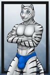  abs anthro aolun aolun_(artist) biceps black_fur blue_eyes body_markings bulge crossed_arms feline fur grin looking_at_viewer male mammal markings muscles pecs pink_nose pose smile solo speedo standing stripes swimsuit tiger toned topless underwear white_fur white_tiger 