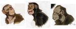  ape baboon black_fur brown_fur fur hair male mammal monkey open_mouth primate teeth tongue 