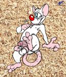  balls butt flaccid hindpaw lancer_buck_(colorist) male mammal mouse nipple_play nipples nude one_eye_closed paws penis pinky pinky_and_the_brain precum raised_leg rodent sketch solo tail_play tongue tongue_out uncut wink wolfblade 