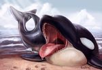  2014 ambiguous_gender beach bigger_version_at_the_source cetacean cloud feral lying mammal marine on_front open_mouth orca outside ponythroat saliva seaside teeth tongue whale 