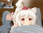  animal_ears blush detached_sleeves dog fang fang_out hat hat_ribbon inubashiri_momiji lap_pillow looking_at_viewer maromi_gou out_of_frame petite petting photo-referenced pov pov_hands red_eyes reference_photo reference_photo_inset ribbon ribbon-trimmed_sleeves ribbon_trim shiba_inu tail tokin_hat touhou white_hair wolf_ears wolf_tail 