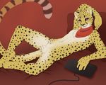  ajna balls bandanna cheetah feline keyboard lying male mammal nude on_back sheath solo spread_legs spreading 