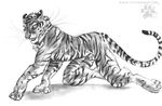  balls blotch feline greyscale hindpaw looking_at_viewer male mammal monochrome nude open_mouth paws sheath solo stripes tiger whiskers 
