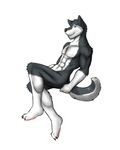  anthro biceps black_fur black_nose blue_eyes canine claws dog flexing fur grin husky looking_at_viewer male mammal muscles nude pawpads paws pecs plain_background pose rain rain-yatsu raised_leg seattle_fur sitting smile solo toe_claws toned white_background white_fur 
