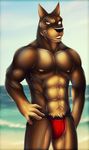  4_fingers abs anthro beach biceps big_muscles black_nose blur boxes brown_fur bulge canine doberman dog dream_and_nightmare fangs flexing fur green_eyes grin male mammal muscles nipples pecs pose pubes sand sea seaside smile smooth solo speedo standing swimsuit tan_fur teeth toned topless water 