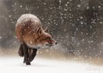  feral fog fox gaiasangel mammal outside photorealism prowling simple_background snow solo speedpainting walking yellow_eyes 
