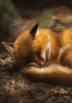  eyes_closed feral forest fox gaiasangel mammal outside sleeping tree 