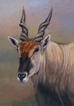  2017 acrylic_painting_(artwork) antelope beady_eyes black_eyes black_fur black_nose bovid bovine brown_fur bust_portrait common_eland curved_horn detailed eland eyelashes feral fur grey_background grey_fur grey_horn grey_theme inner_ear_fluff lighting male mammal multicolored_fur painting_(artwork) photorealism portrait shadow simple_background snout solo spiral-horned_antelope traditional_media_(artwork) two_tone_fur willemsvdmerwe 