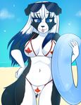  2014 anthro beach black_nose blue_eyes breasts canada canine clothed clothing dog eyewear female fur hair half-closed_eyes long_hair looking_at_viewer mammal navel outside seaside sky solo standing sunglasses swimsuit tongue tongue_out zyira 