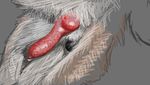  balls canine dog erection feral fur gdane grey_background knot krita male mammal penis plain_background solo 