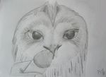  avian beakjob bestiality bird feral guardians_of_ga&#039;hoole guardians_of_ga'hoole hi_res interspecies legend_of_the_guardians otulissa owl penis short_eared_owl 