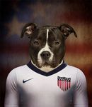  2014 american american_staffordshire anthro canine dog football male mammal solo staffordshire usa 