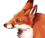  ambiguous_gender brown_nose canine feral fox fur green_eyes mammal red_fur slit_pupils snout solo uni 