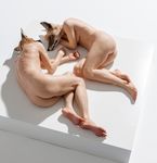  canine convenient_censorship duo female for_a_head fox human human_feet hybrid lying male mammal nude photorealism plain_background sam_jinks sculpture shadow silicone white_background 