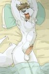  bed brown_hair canine dragondrawer eyes_closed fur hair male mammal open_mouth penis piercing pillow solo white_fur wolf 