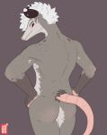 american_opossum anthro butt colored_sketch fur grey_body grey_fur hair hands_on_hips hi_res jooper looking_back looking_down male mammal marsupial nude portrait rear_view sketch solo standing three-quarter_portrait white_hair