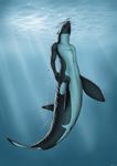  anus blue_eyes bubble cetacean dolorcin genital_slit male mammal marine orca reflection slit sunlight taur underwater water whale 